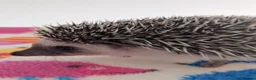 Pygmy Hedgehog rodents for sale: Gorgeous 11 week old Female/Ready Now!!! - Advert 8