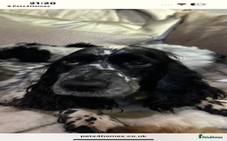 Cockalier dogs for sale: Stunning cockaliers  - Advert 2