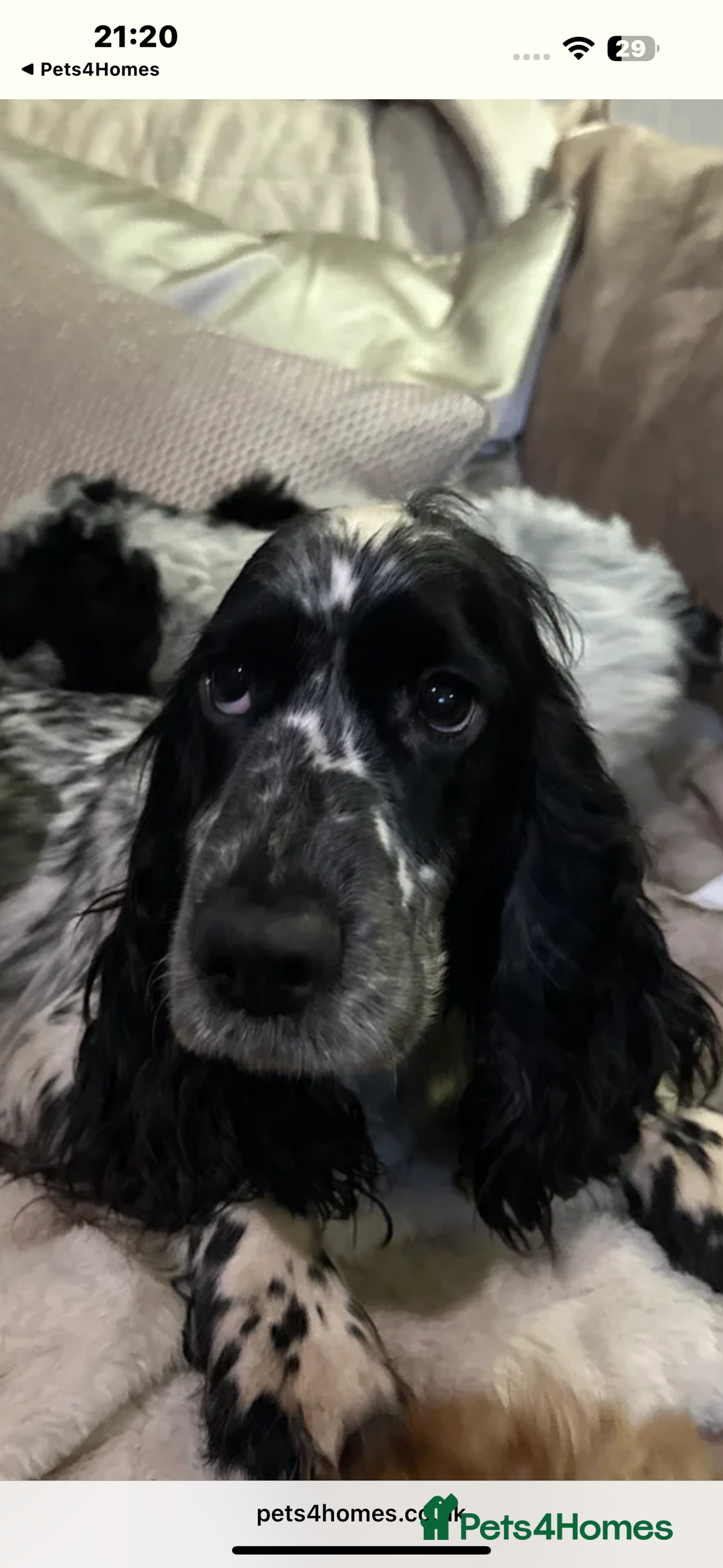 Cockalier dogs for sale: Stunning cockaliers  - Advert 2