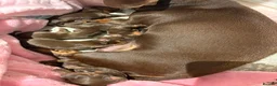 Miniature Dachshund dogs for sale:  Chocolate and tanned miniature dachshund puppies. - Advert 4