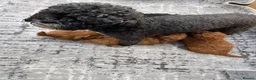 Shihpoo dogs for sale: beautiful shihpoo litter - Advert 8
