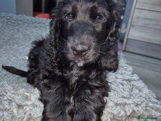 Cocker Spaniel dogs *REDUCED* Last KC Show Cocker Spaniel Puppy - Advert 10