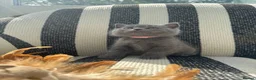 British Shorthair cats for sale: British Shorthair Kittens Blue - Advert 4