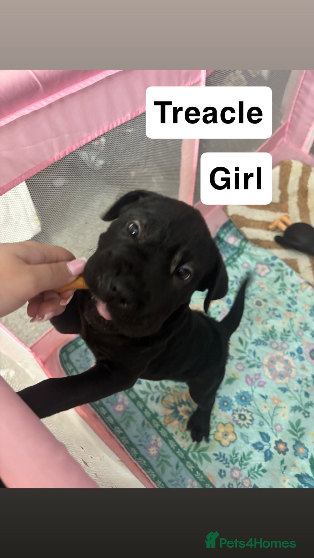 Mixed Breed dogs for sale: 4/9 left! - Advert 4