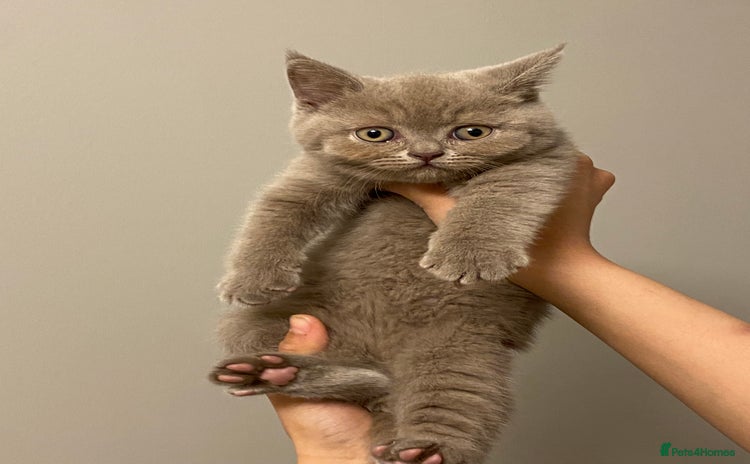 British Shorthair cats - Advert 3