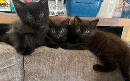 Mixed Breed cats for sale: Short hair and long hair kittens  - Image 5