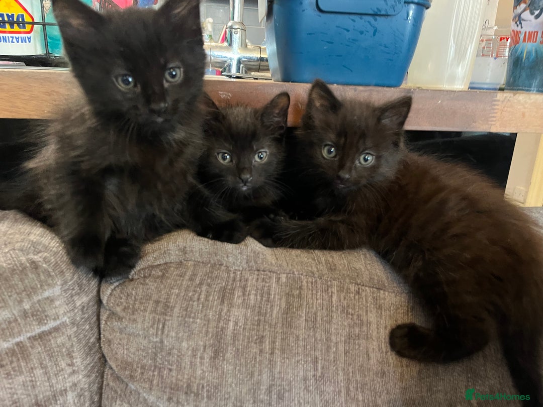Mixed Breed cats for sale: Short hair and long hair kittens  - Image 5