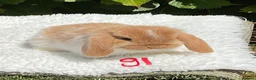 Mini Lop rabbits for sale: Pure bred mini lops baby rabbits . - Advert 5
