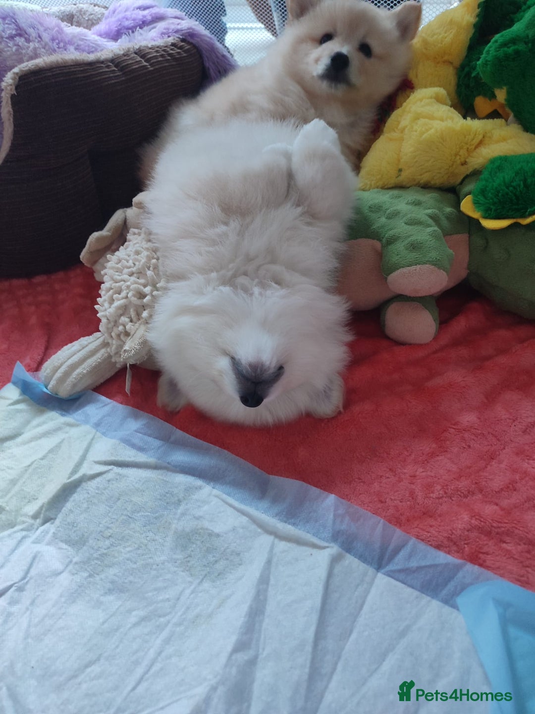 German Spitz dogs for sale: Unique female Spitz puppy available now - Advert 20