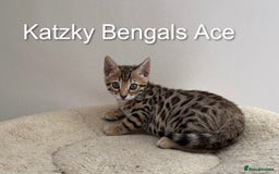 Bengal cats for sale: 😻Tica Best Bengal UK sired Kittens 🏆 🐾 🐱  - Image 3