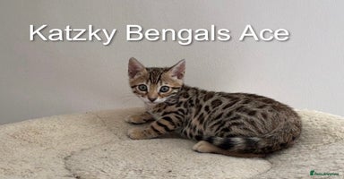Bengal cats - Advert 15