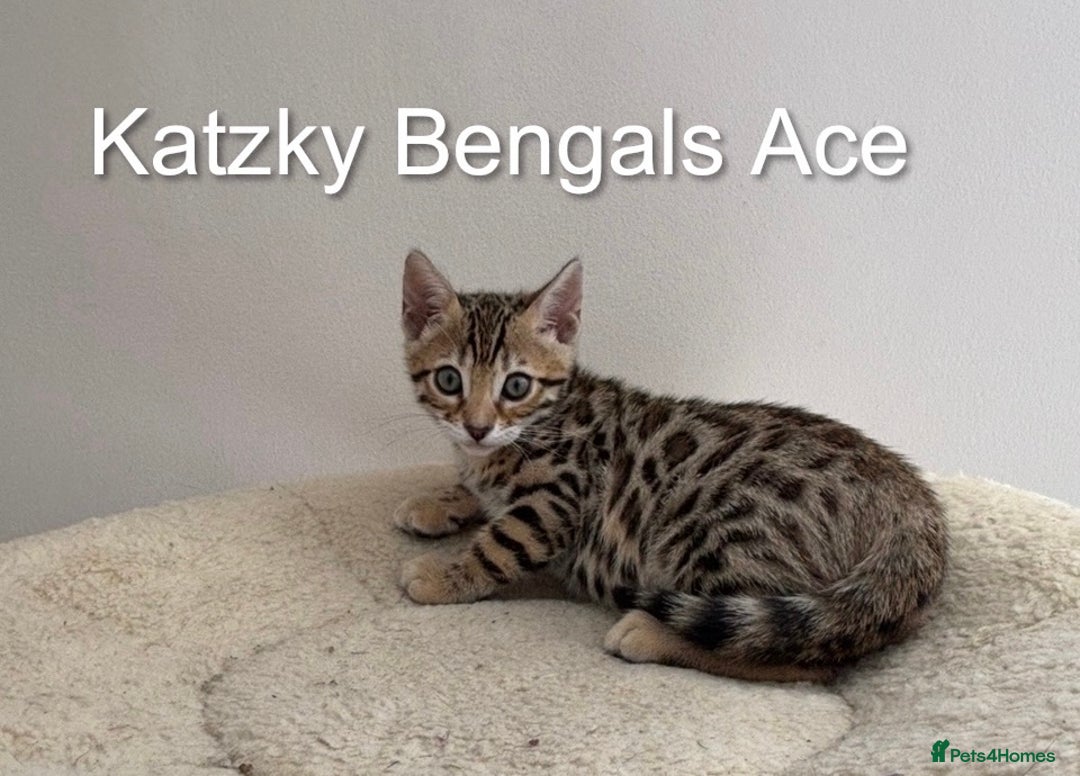 Bengal cats for sale: 😻Tica Best Bengal UK sired Kittens 🏆 🐾 🐱  - Image 3