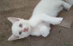 Domestic Shorthair cats for sale: 3 beautiful kittens - Image 21