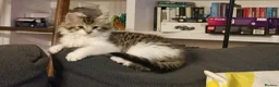 Siberian cats for sale: Beautiful Siberian kitten ready for a new home - Advert 2
