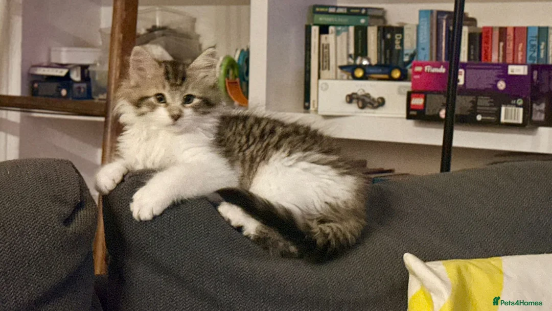 Siberian cats for sale: Beautiful Siberian kitten ready for a new home - Advert 2