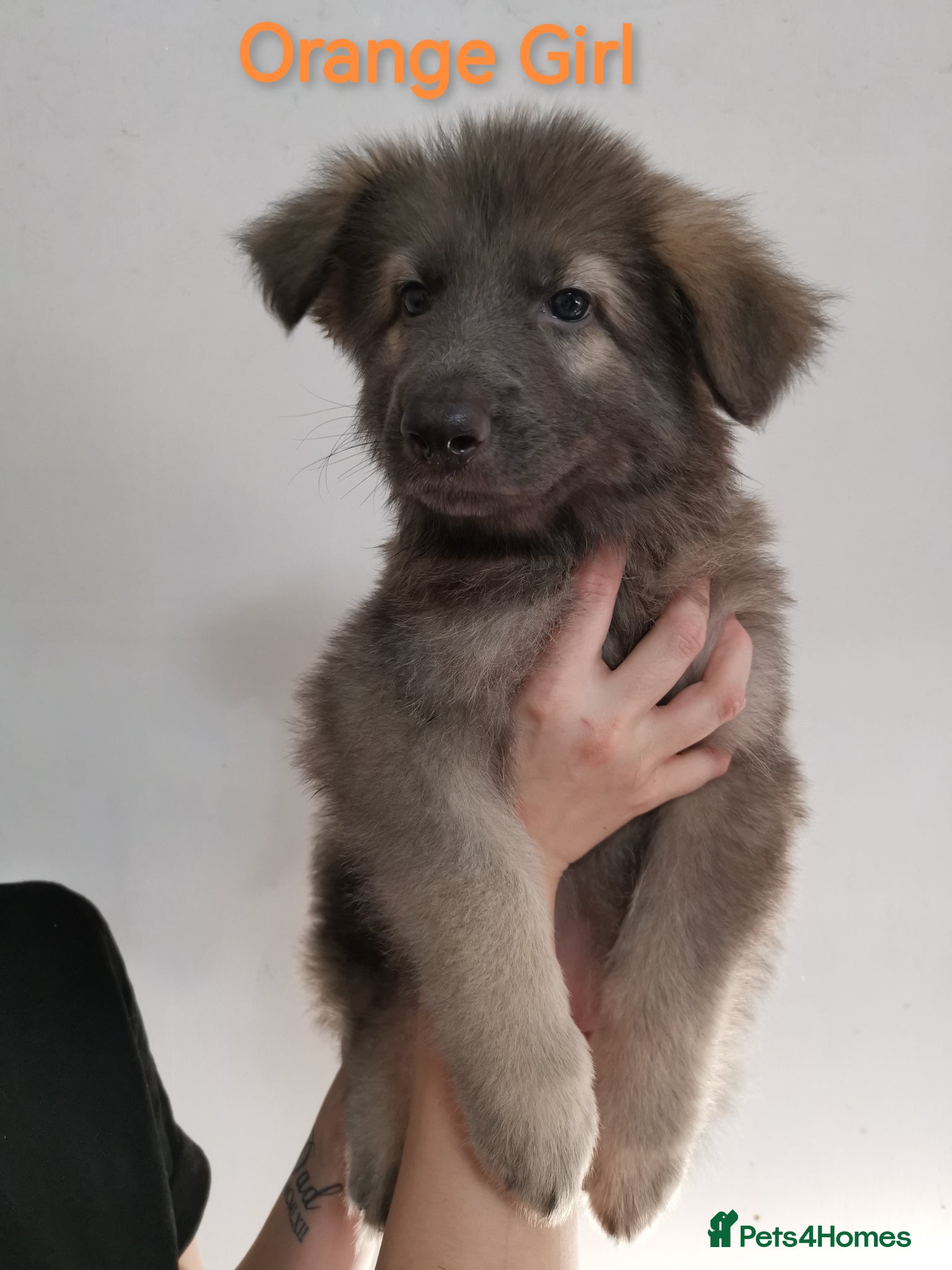 German Shepherd dogs 💙🐾 Rare Blue & Isabella German shepherd puppies  - Advert 2