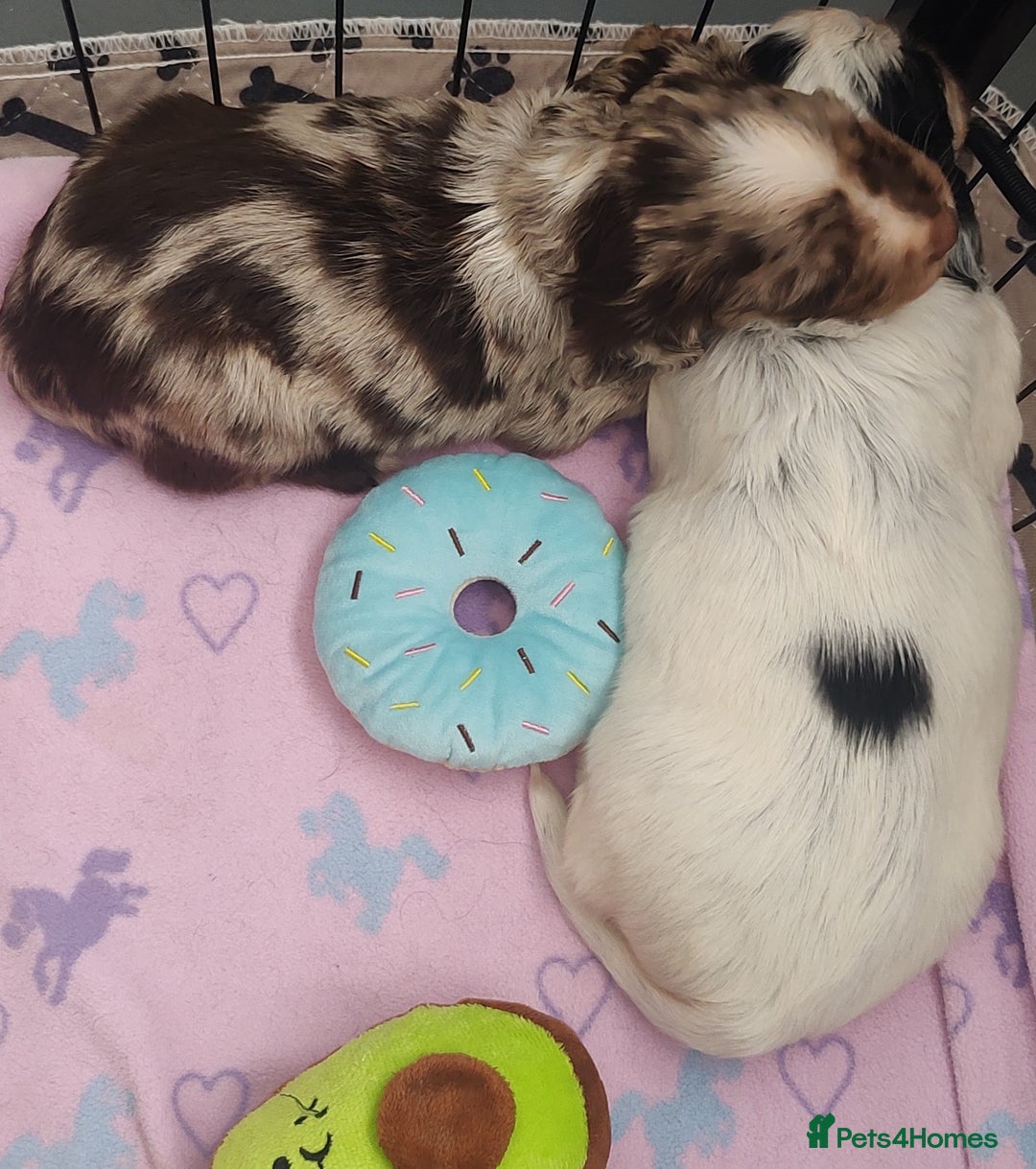 Sprocker dogs for sale: STRIKING SPROCKER SPANIEL PUPPIES  - Image 20