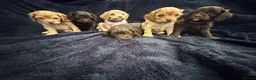 Cavapoo dogs for sale: AMAZING FULLY HEALTH TESTED F1 CAVAPOO PUPS - Advert 5