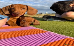 Dachshund dogs for sale: Beautiful puppies of standard dachshund  - Image 20