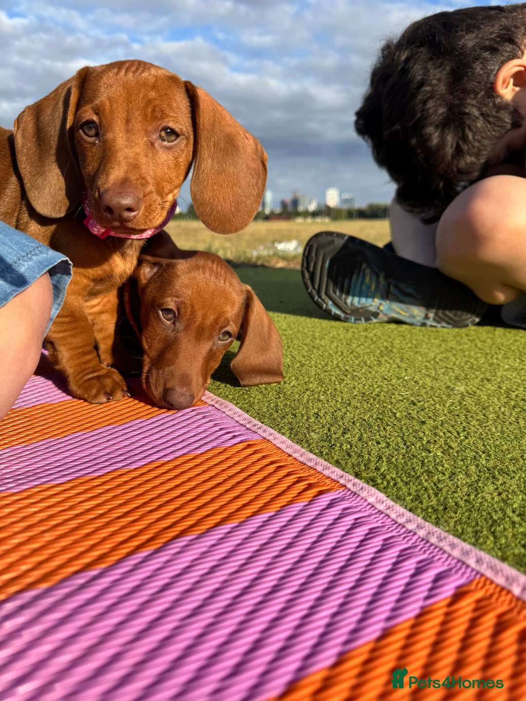 Dachshund dogs for sale: Beautiful puppies of standard dachshund  - Image 20