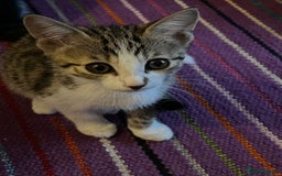 Mixed Breed cats for adoption: 3 x rescue tabby kittens looking for homes - Image 6