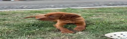 Irish Setter dogs for sale: Red Setter Puppies - Advert 8