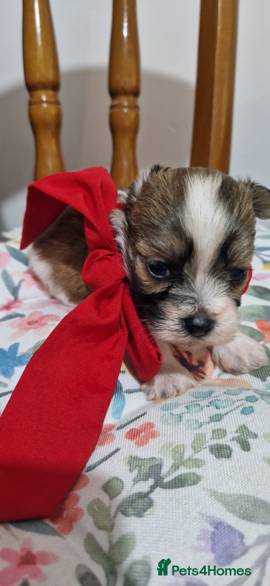 Mixed Breed dogs for sale: Bichon havaneze! - Advert 9