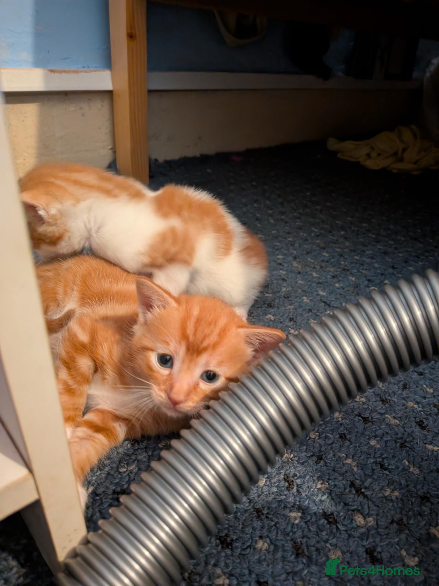 Mixed Breed cats Beautiful domestic x ragdoll kittens - Advert 2