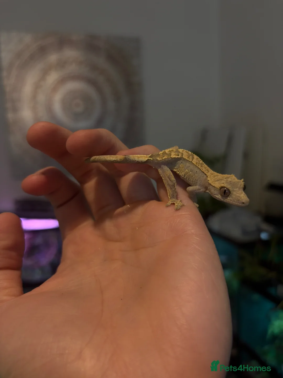 Gecko reptiles for sale: 🦎 Baby Crested Geckos Available 🦎 - Advert 10