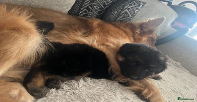German Shepherd dogs - Advert 2