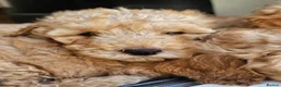 Mini Goldendoodle dogs for sale: Mini Goldendoodle Puppies - Advert 4