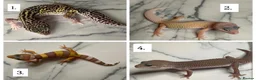 Leopard Gecko reptiles for sale: Various Leopard Geckos in Knaresborough - Advert 1