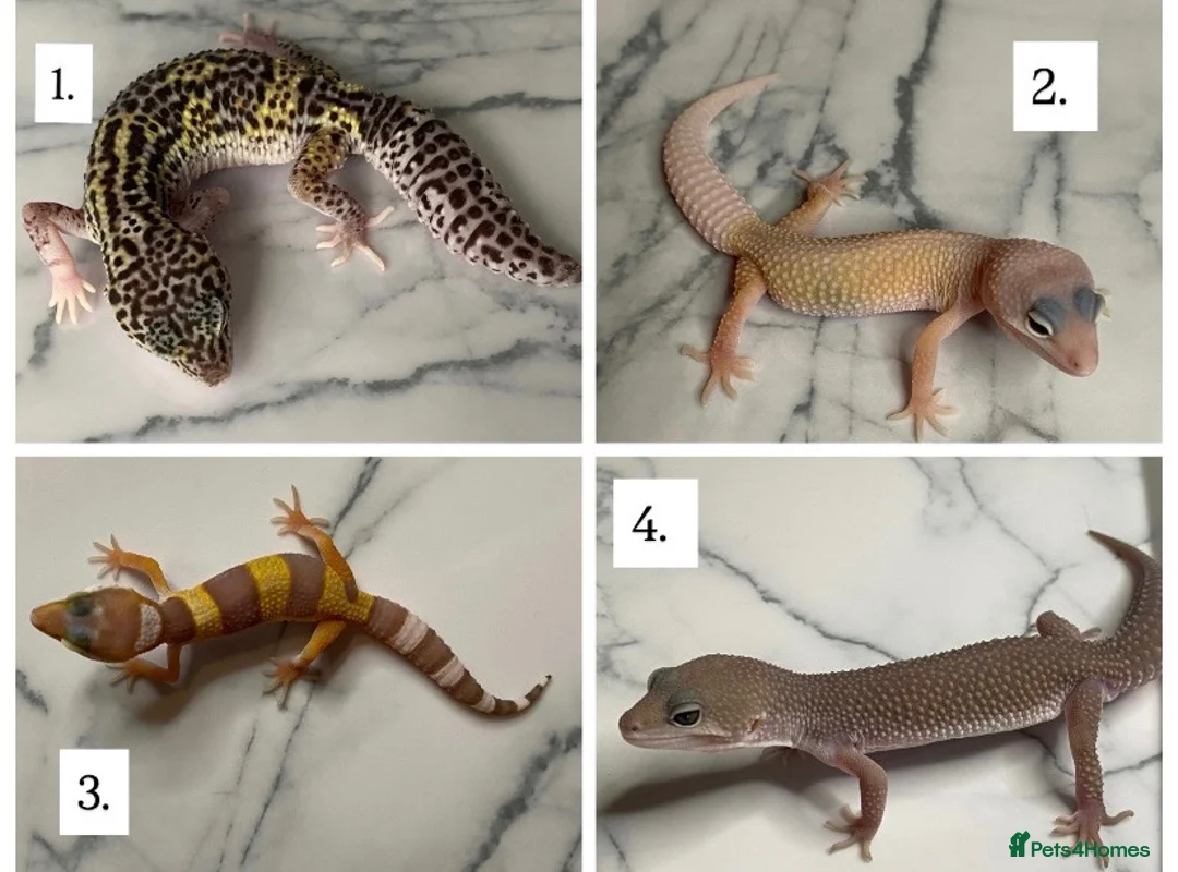 Leopard Gecko reptiles for sale: Various Leopard Geckos in Knaresborough - Advert 1