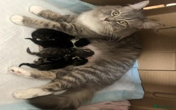 Mixed Breed cats for sale: 1 Cute kitten for sale  "" Price drop " - Image 7