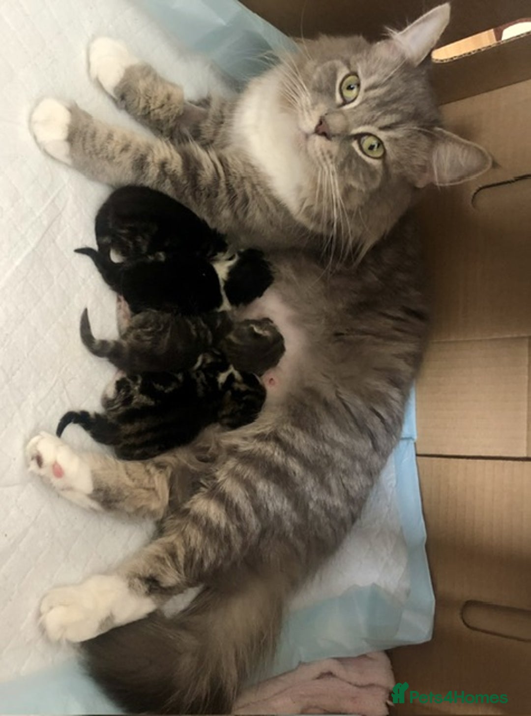 Mixed Breed cats for sale: 1 Cute kitten for sale  "" Price drop " - Image 7