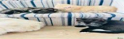 British Shorthair cats for sale: British Shorthair / Ragdoll kittens - Ready Now - Advert 10
