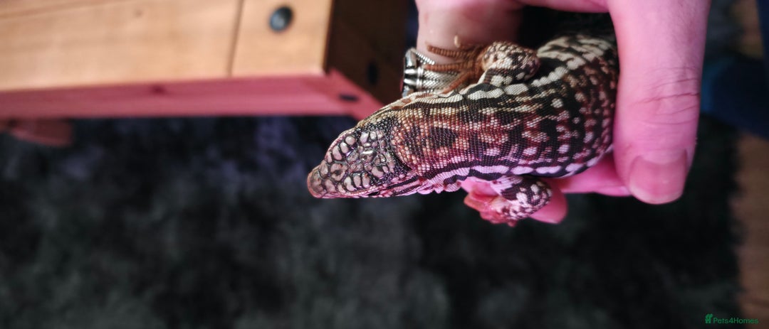 Lizard reptiles for sale: Young Red Tegu For Sale to right buyer - Advert 4