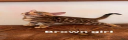 Bengal cats for sale: Beautiful Snow Bengals - Advert 9