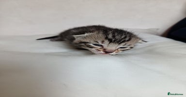 Mixed Breed cats in Faversham - Advert 15