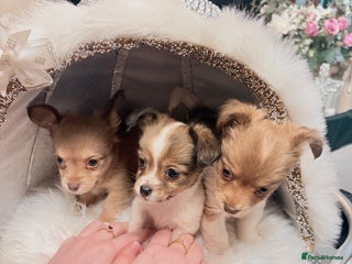Mixed Breed dogs Stunning miniature toy chiweenie pups male female - Advert 2