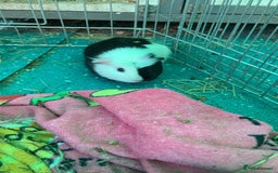 Guinea Pig rodents for sale:  to a lovely home - Image 5