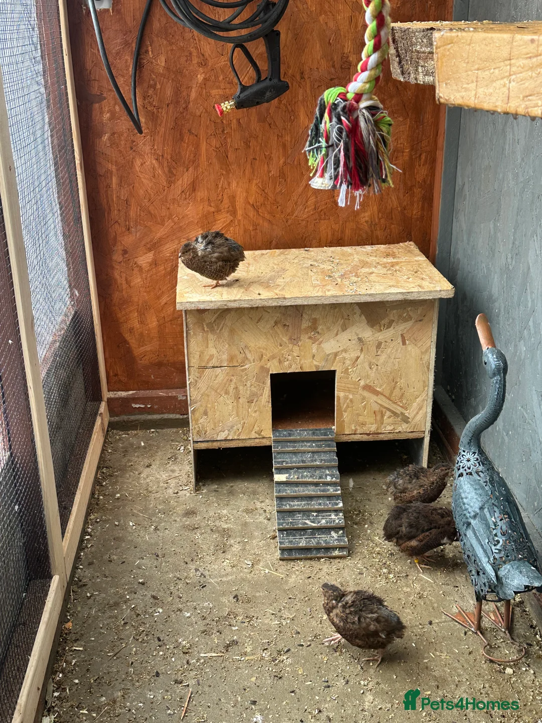 Quail poultry for sale: Quail x 4 - Advert 4