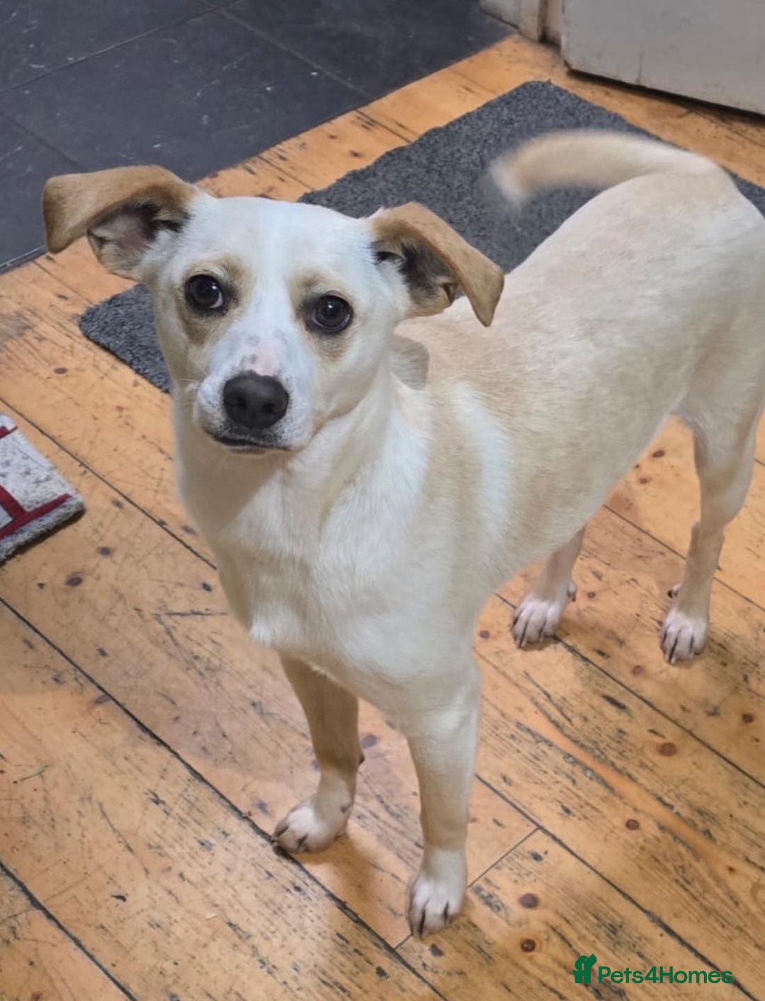 Mixed Breed dogs for adoption: 🐾 Meet Alfie 🐾 - Advert 1