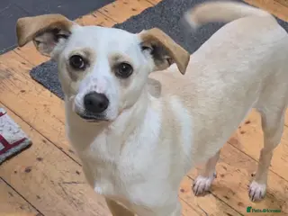 Mixed Breed dogs 🐾 Meet Alfie 🐾 - Advert 17