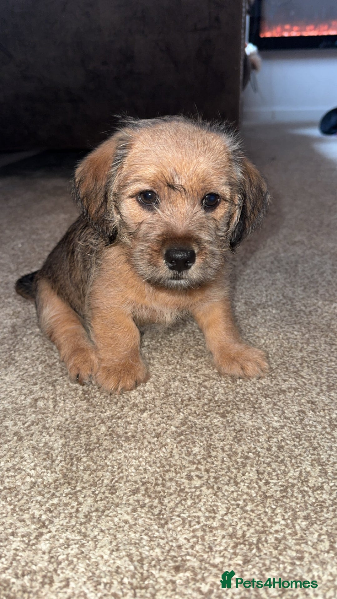Mixed Breed dogs for sale: Dashi apso puppies  - Advert 4