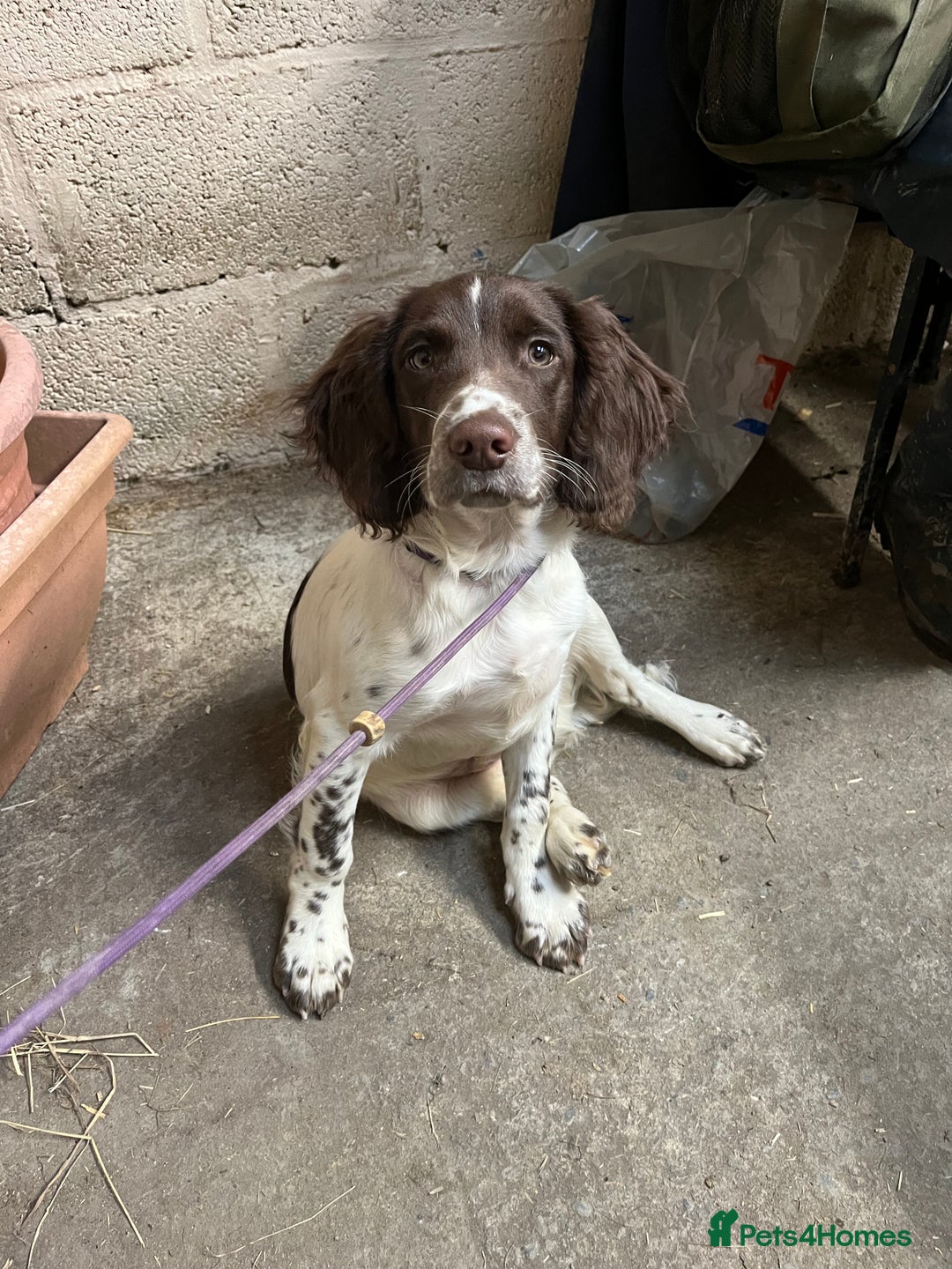 English Springer Spaniel dogs for sale: Trained Springer Puppy - Advert 1