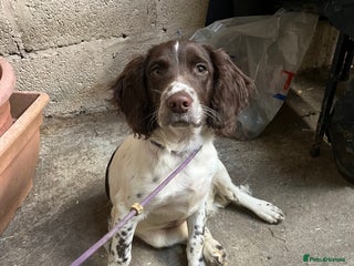 English Springer Spaniel dogs - Advert 13