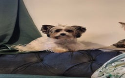 Biewer Terrier dogs for sale: Pure Biewer Girl looking for forever home - Advert 3