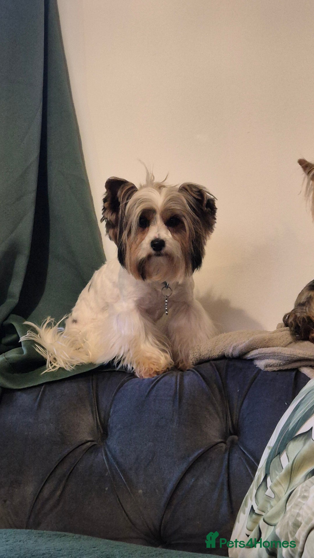 Biewer Terrier dogs for sale: Pure Biewer Girl looking for forever home - Advert 3