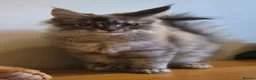 Maine Coon cats for sale: 😻 Blue Tabby Maine Coon XXL Russian Line Female  - Advert 21